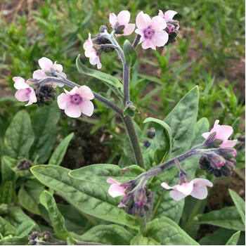 Forget Me Not, Chinese- Mystic Pink