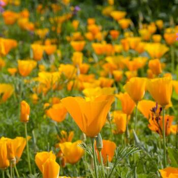 Californian Poppy- Aurantiaca Orange