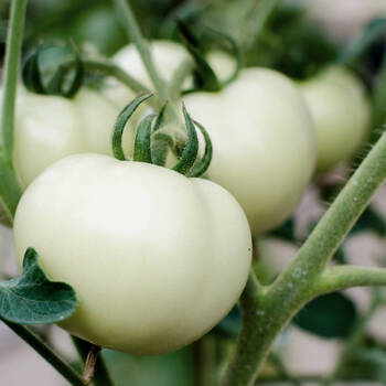 Tomato- White Beauty