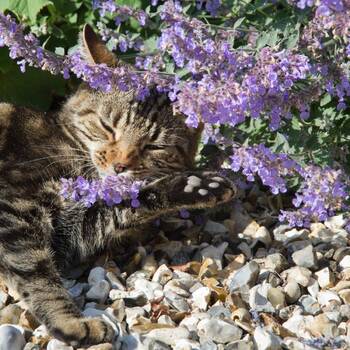 Catmint