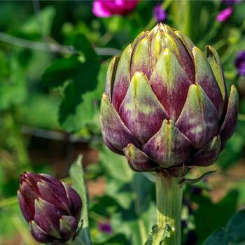 Artichoke- Purple of Romagna