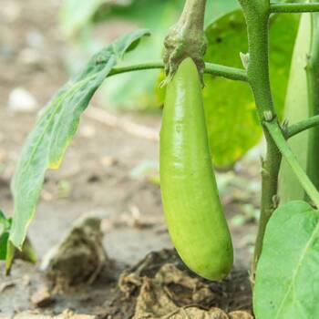 Eggplant- Thai Long Green