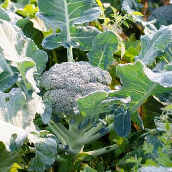 Broccoli- Waltham