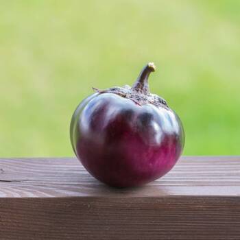 Eggplant- Thai Purple Ball