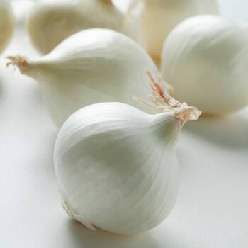 Onion- Early White Spanish