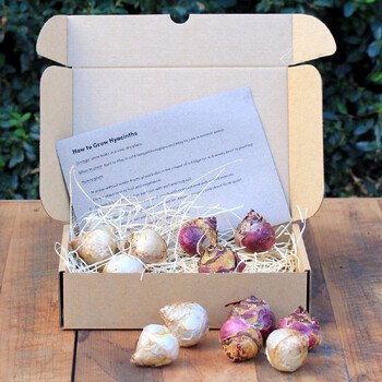 Mothers Day Gift Box- Hyacinths