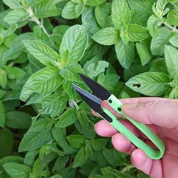 Mini Herb & Microgreen Snips