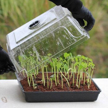Greenhouse Lid (Lid Only)