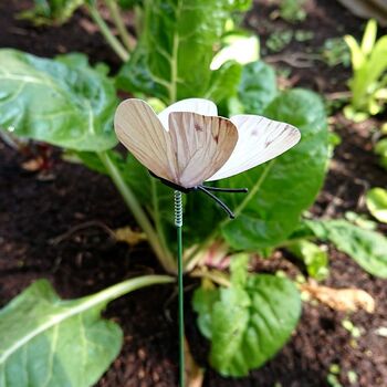 Cabbage Moth Decoys 