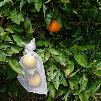 Fruit Protection Bags- 10 pack
