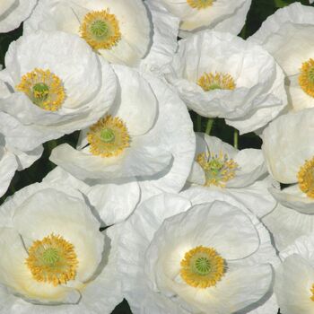 Poppy- Bridal Silk