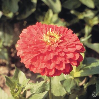 Zinnia- Benary's Giant Coral