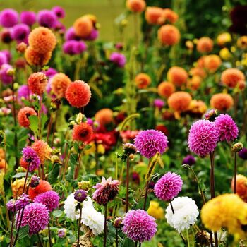 Dahlia- Rigoletto Mix