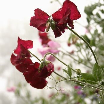 Sweetpea- Royal Maroon