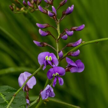 Hardenbergia- Native Wisteria