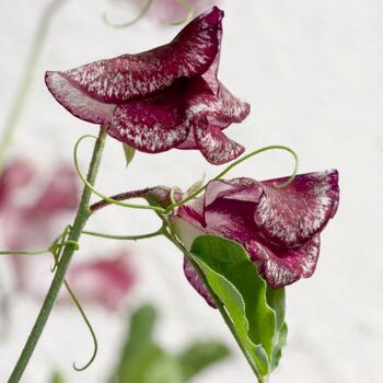 Sweetpea- Streamers Purple