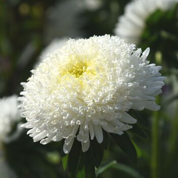 Aster- Standy Creamy White