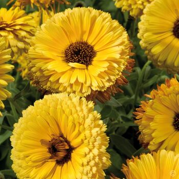 Calendula- Touch of Red Yellow