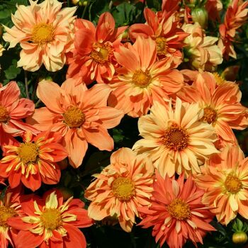 Dahlia- Sunny Reggae