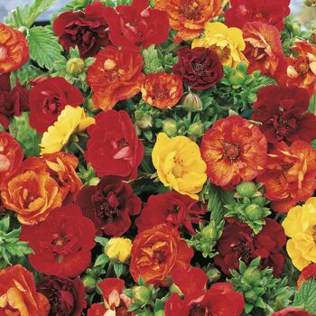 Potentilla- Fireball Mix
