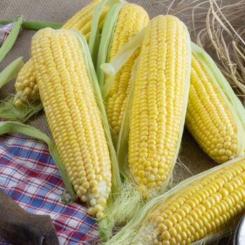 Corn, Sweet- New Mama