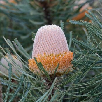 Banksia- Hooker's