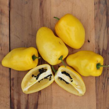 Chilli- Rocoto Manzano Yellow