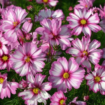 Cosmos- Capriola