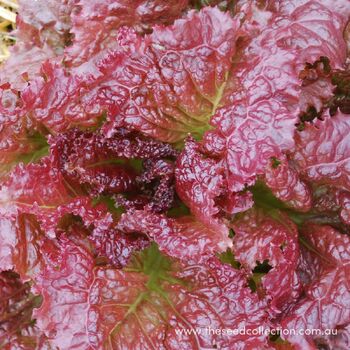 Lettuce- Red Velvet