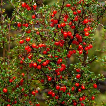Mountain Currant