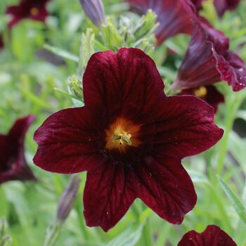 Painted Tongue Flower- Black Trumpets