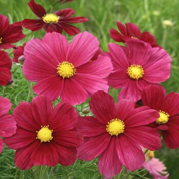 Cosmos- Rubinato