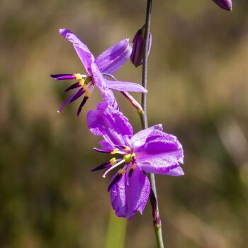 Chocolate Lily