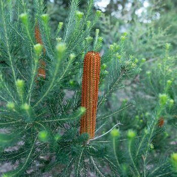 Banksia- Heath-Leaved