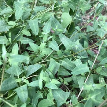 Saltbush- Nodding