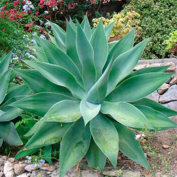 Agave- Foxtail