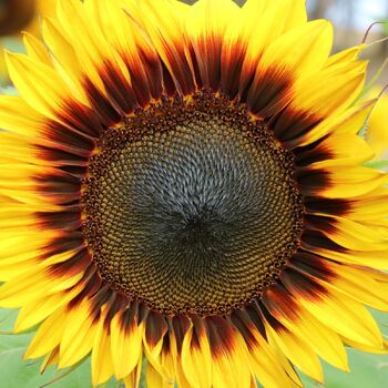 Sunflower- Monarch F1