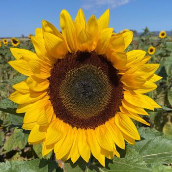 Sunflower- Stellar Sun F1