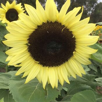 Sunflower- Classic Lime F1