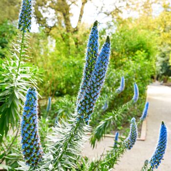 Echium- Pride of Madiera