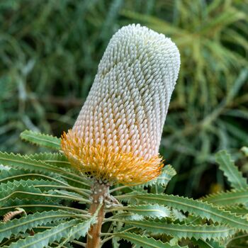 Banksia- Acorn (Dwarf)