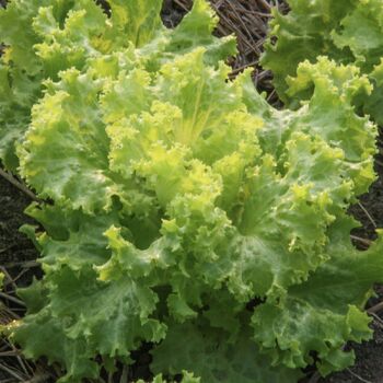 Mustard Greens- Southern Giant Curled