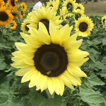 Sunflower- Lemon Striker F1