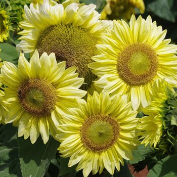 Sunflower- Compact Ice Spray F1