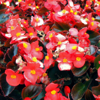 Begonia- Cocktail Vodka