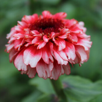 Zinnia- Zinderella Fizz