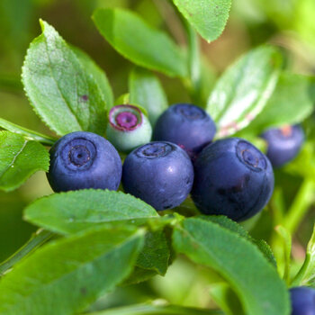 Bilberry