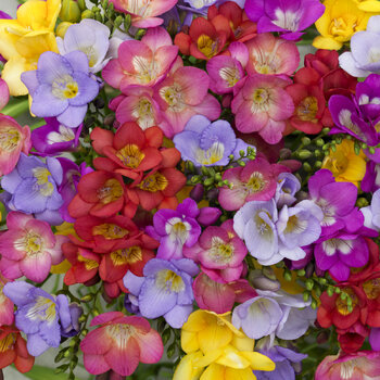Freesia- Royal Crown Mix