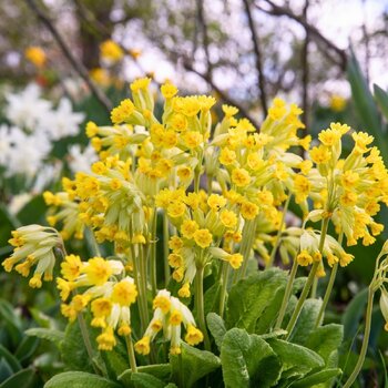 Cowslip- Yellow
