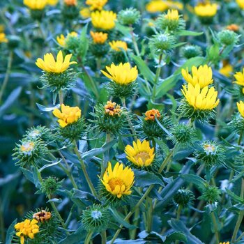 Gumplant